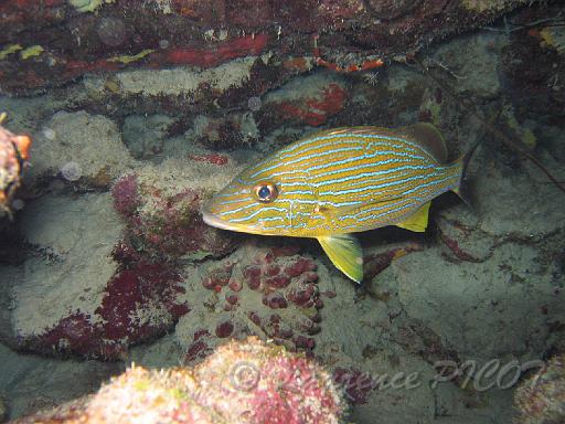 gorette à lignes bleues Haemulon sciurus 3.JPG